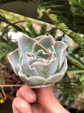 Load image into Gallery viewer, Echeveria Rose Bell
