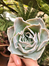 Load image into Gallery viewer, Echeveria Rose Bell
