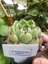 Load image into Gallery viewer, Echeveria Dark Knight
