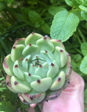 Load image into Gallery viewer, Echeveria Dark Knight
