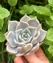Load image into Gallery viewer, Echeveria Pink Rose

