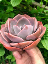 Load image into Gallery viewer, Echeveria Dusty Rose
