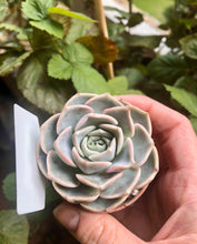 Load image into Gallery viewer, Echeveria Purple Wave
