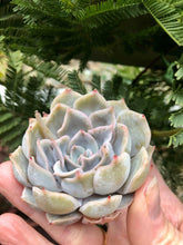 Load image into Gallery viewer, Echeveria Honeyella
