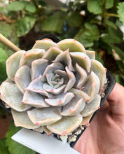 Load image into Gallery viewer, Echeveria Honeyella
