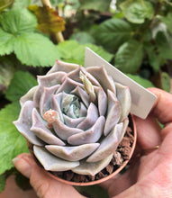 Charger l'image dans la galerie, Echeveria Snow Candy
