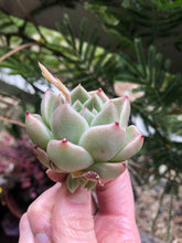 Load image into Gallery viewer, Echeveria Phantasm
