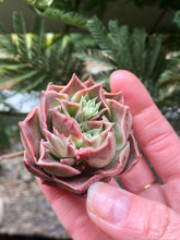 Load image into Gallery viewer, Echeveria Bordeaux
