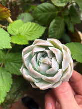 Load image into Gallery viewer, Echeveria Harley Queen
