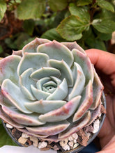 Load image into Gallery viewer, Echeveria Blue Rose

