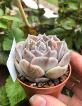Charger l'image dans la galerie, Echeveria Snow Candy
