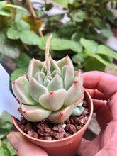 Load image into Gallery viewer, Echeveria Phantasm
