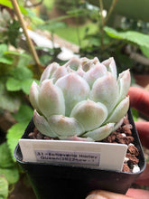 Load image into Gallery viewer, Echeveria Harley Queen
