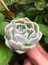 Load image into Gallery viewer, Echeveria Harley Queen
