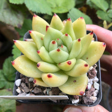 Load image into Gallery viewer, Echeveria gold agaboides
