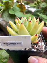 Load image into Gallery viewer, Echeveria gold agaboides
