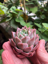 Load image into Gallery viewer, Echeveria Snowflake
