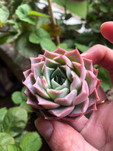 Load image into Gallery viewer, Echeveria Snowflake
