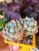 Load image into Gallery viewer, Echeveria Alba Beauty
