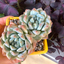 Load image into Gallery viewer, Echeveria Alba Beauty
