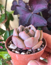 Charger l'image dans la galerie, Echeveria Ariel

