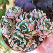 Charger l'image dans la galerie, Echeveria Nanahukumini
