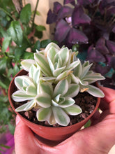 Load image into Gallery viewer, Sedum Treleasei Variegata
