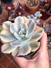Load image into Gallery viewer, Echeveria Akaihosi Variegata
