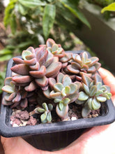 Load image into Gallery viewer, Echeveria cv Rezry
