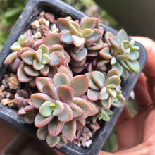 Load image into Gallery viewer, Echeveria cv Rezry
