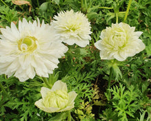 Load image into Gallery viewer, Anemone Fullstar White
