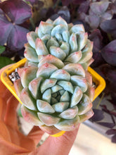Load image into Gallery viewer, Echeveria Alba Beauty
