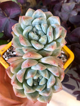 Load image into Gallery viewer, Echeveria Alba Beauty

