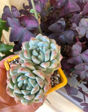 Load image into Gallery viewer, Echeveria Alba Beauty
