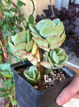 Load image into Gallery viewer, Echeveria Peach Pride

