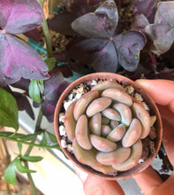 Charger l'image dans la galerie, Echeveria Ariel
