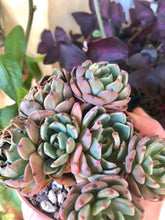 Charger l'image dans la galerie, Echeveria Nanahukumini
