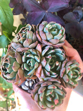 Charger l'image dans la galerie, Echeveria Nanahukumini
