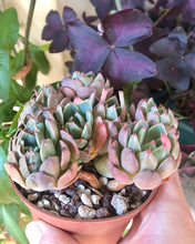 Charger l'image dans la galerie, Echeveria Nanahukumini
