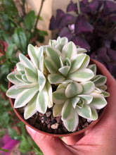 Load image into Gallery viewer, Sedum Treleasei Variegata
