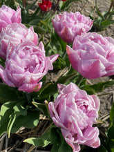 Load image into Gallery viewer, Tulip Katinka

