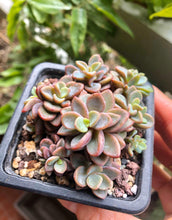 Load image into Gallery viewer, Echeveria cv Rezry
