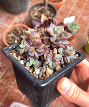 Load image into Gallery viewer, Echeveria cv Rezry
