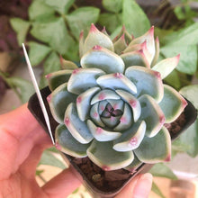 Load image into Gallery viewer, Echeveria Icon
