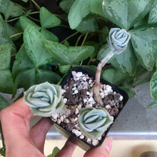 Load image into Gallery viewer, Graptoveria Lovely Rose
