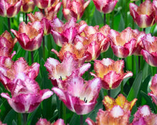 Charger l'image dans la galerie, Tulip Color Fusion
