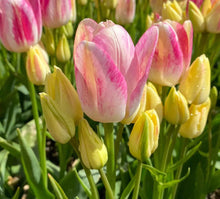 Load image into Gallery viewer, Tulip Dream Club
