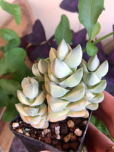 Charger l'image dans la galerie, Crassula Moonglow variegata
