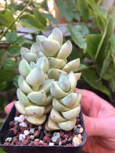 Charger l'image dans la galerie, Crassula Moonglow variegata
