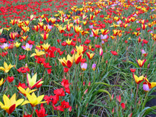 Load image into Gallery viewer, Tulip Botanical Mix
